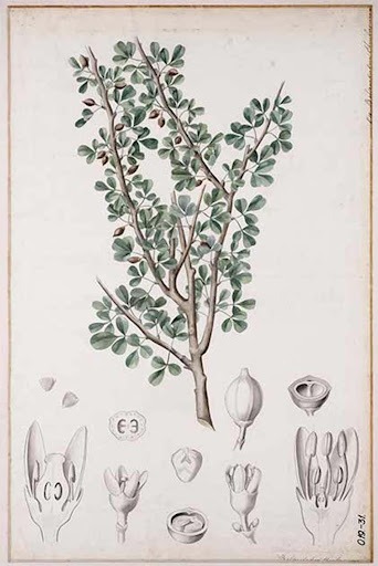 Depiction of an Arabian balsam tree